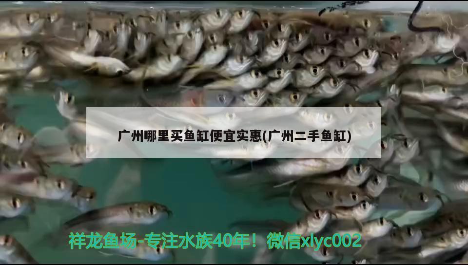 關(guān)刀能和龍魚混養(yǎng)嗎，地圖魚能和虎魚龍魚一起養(yǎng)嗎