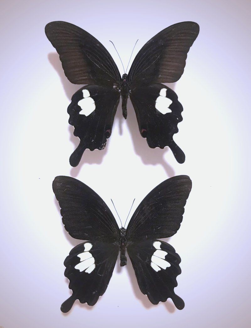 寬帶鳳蝶【寬帶鳳蝶的奇妙世界】