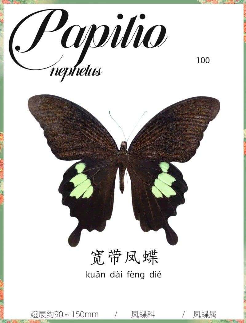 寬帶鳳蝶【寬帶鳳蝶的奇妙世界】