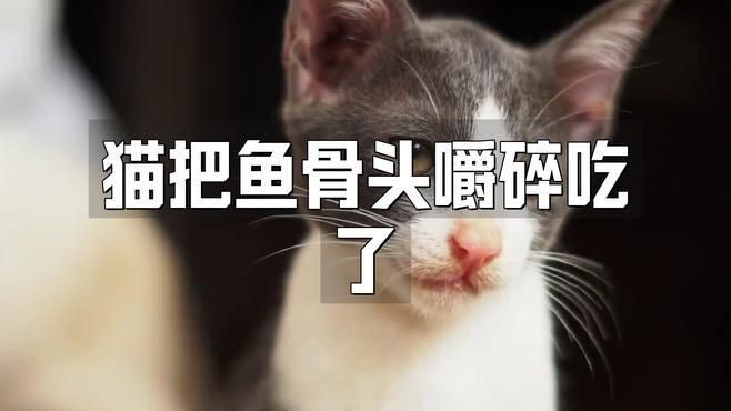 貓吃了魚骨頭后需要做什么，當(dāng)貓吃了魚骨頭后，主人需采取一系列保障其健康