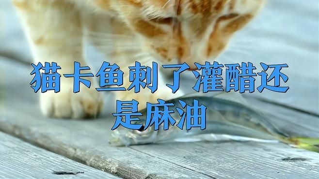 貓吃了魚骨頭后需要做什么，當(dāng)貓吃了魚骨頭后，主人需采取一系列保障其健康