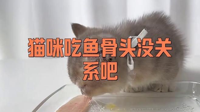 貓吃了魚骨頭后需要做什么，當(dāng)貓吃了魚骨頭后，主人需采取一系列保障其健康