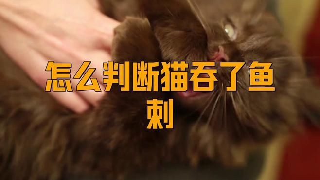 貓吃了魚骨頭后需要做什么，當(dāng)貓吃了魚骨頭后，主人需采取一系列保障其健康
