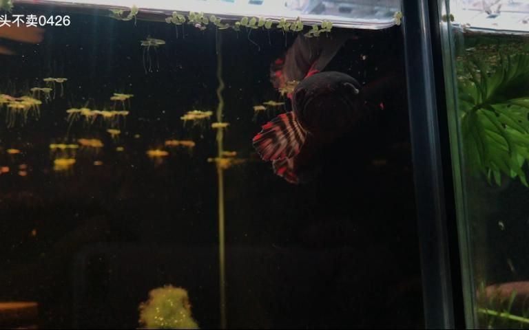 有哪些藥物可以預防雷龍魚蒙眼？【智能模式回答完成調用工具：百度健康預防雷龍魚蒙眼病】