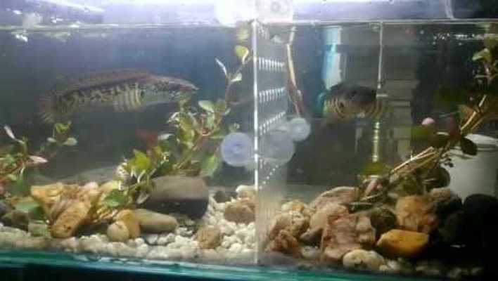 紅龍魚往下游怎么回事啊（紅龍魚往下游怎么回事啊視頻）