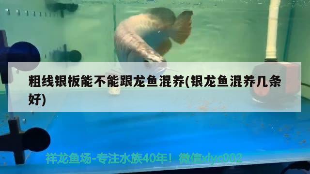 粗線銀板能不能跟龍魚混養(銀龍魚混養幾條好)