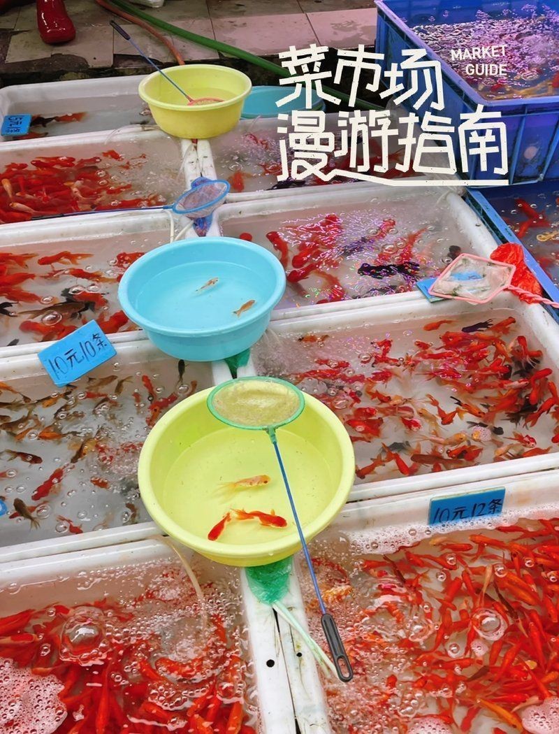 贛州水族批發市場，贛州水族批發市場分析：水族市場繁榮背后亦存隱憂 贛州水族批發市場，贛州水族批發市場分析：水族市場繁榮背后亦存隱憂 全國水族館企業名錄 第4張