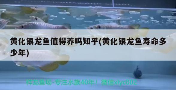 黃化銀龍魚值得養嗎知乎(黃化銀龍魚壽命多少年)化銀龍魚，養還是不養