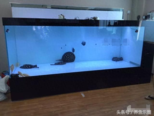 大型魚缸制作視頻教學：大型魚缸制作全過程，大型魚缸制作，從設計到完成的專業 大型魚缸制作視頻教學：大型魚缸制作全過程，大型魚缸制作，從設計到完成的專業 魚缸百科 第3張