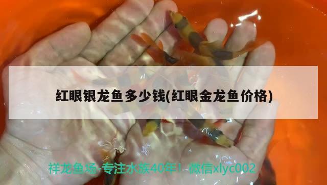 紅眼銀龍魚多少錢(紅眼金龍魚價格)眼銀龍魚價格一覽，揭秘金 紅眼銀龍魚多少錢(紅眼金龍魚價格)眼銀龍魚價格一覽，揭秘金 銀龍魚百科