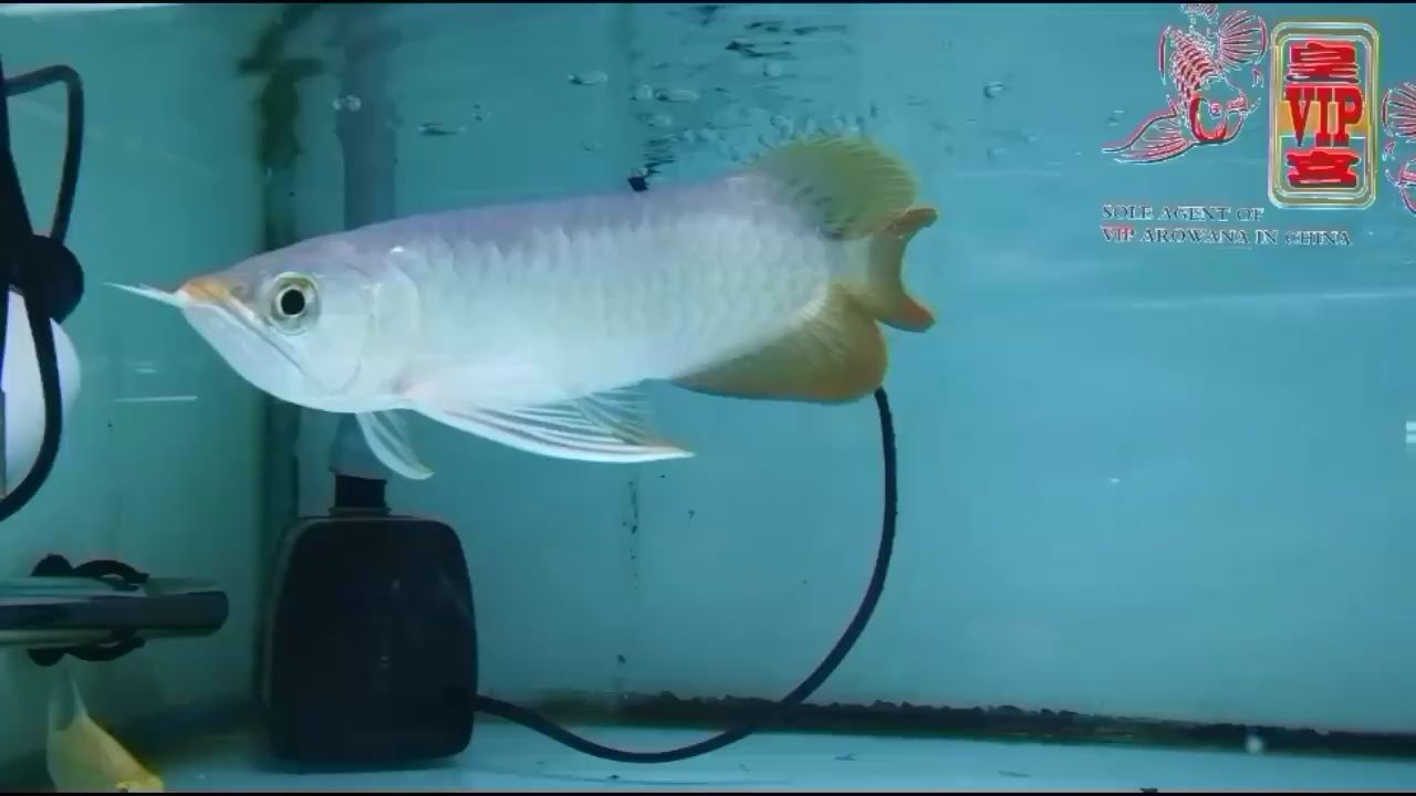 皇宮出品帶刀侍衛(wèi)一條，護(hù)衛(wèi)，皇宮特訓(xùn)帶刀侍衛(wèi)的