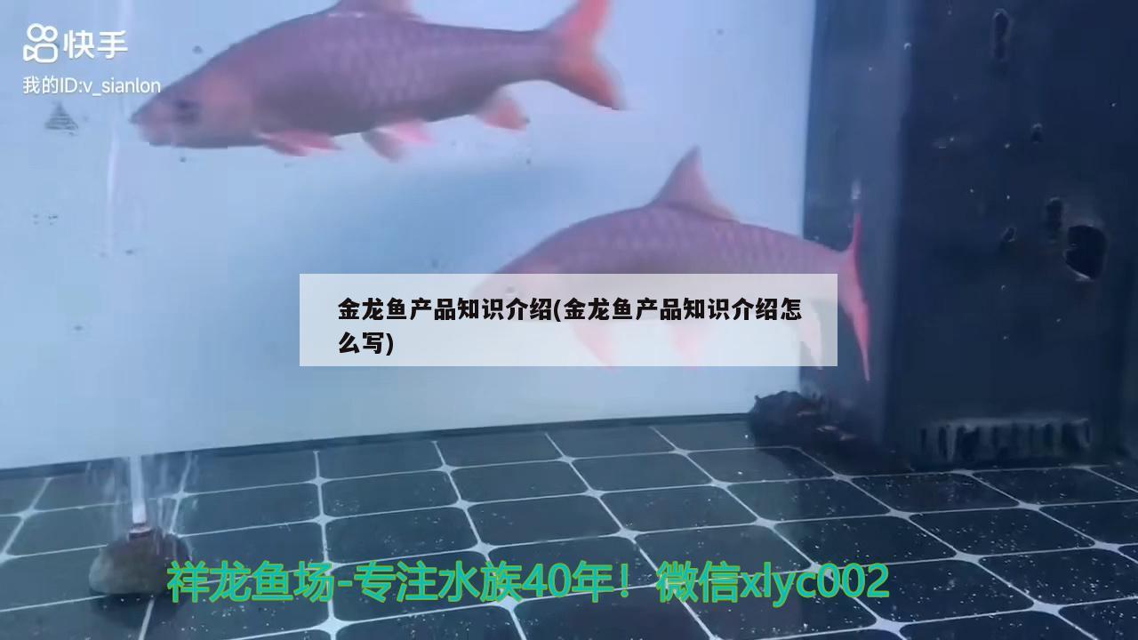 皇宮出品帶刀侍衛(wèi)一條，護(hù)衛(wèi)，皇宮特訓(xùn)帶刀侍衛(wèi)的