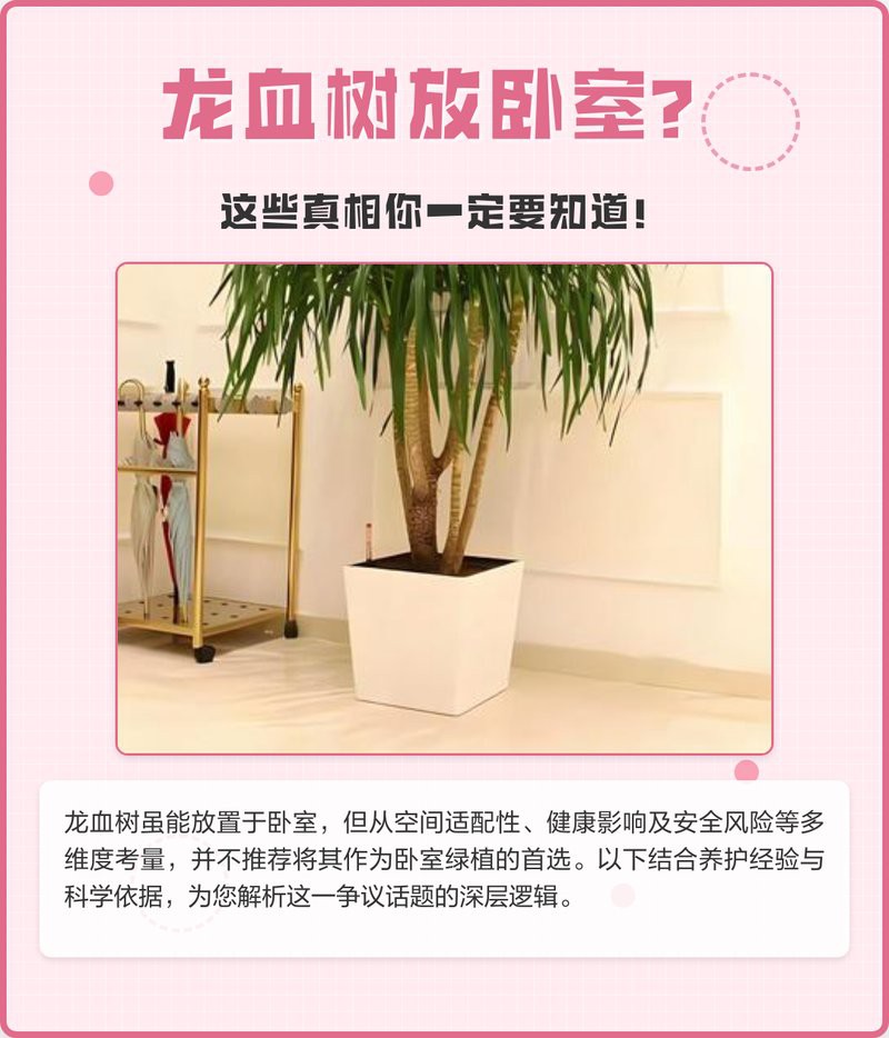 三種人不宜養龍血樹【什么人不能養龍血樹】 三種人不宜養龍血樹【什么人不能養龍血樹】 龍魚論壇 第1張