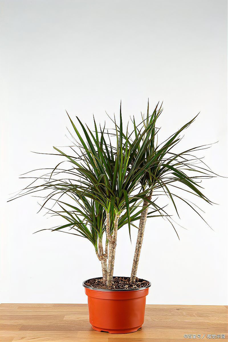 三種人不宜養龍血樹【什么人不能養龍血樹】 三種人不宜養龍血樹【什么人不能養龍血樹】 龍魚論壇 第6張