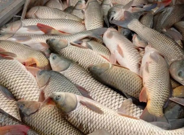 甲醛最多的6種魚【停止吃這6種魚，或含有甲醛和重金屬,看完請轉告身邊人,生活多知道】