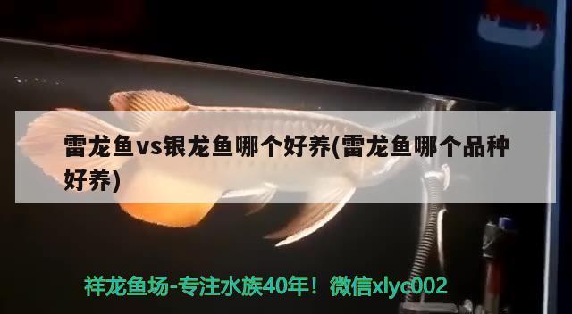 雷龍魚vs銀龍魚哪個好養(雷龍魚哪個品種好養)龍魚與銀龍魚，哪種魚類