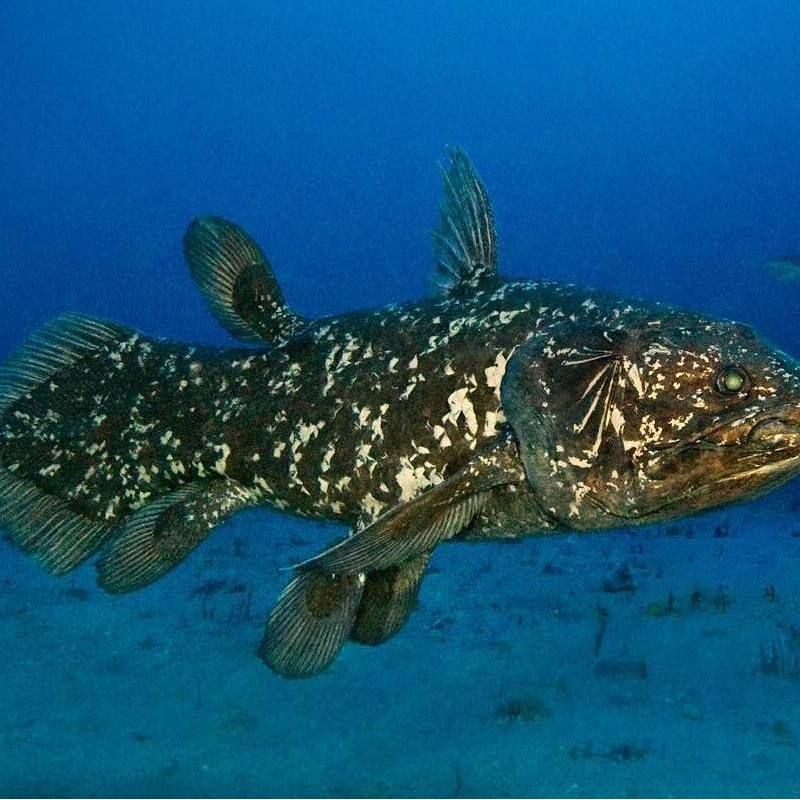 恐龍時期的魚類有哪些，恐龍時期的魚類