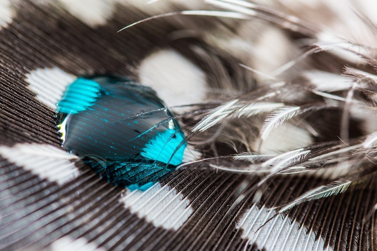 虎魚龍魚混養(yǎng)用什么背景（龍魚虎魚混養(yǎng)寓意）魚虎魚混養(yǎng)，探索和諧共生