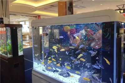 玻璃管魚缸效果圖:玻璃管魚缸效果圖設(shè)計效果圖魚缸設(shè)計效果圖,管魚缸創(chuàng)意設(shè)計,現(xiàn)代家居裝飾的 魚缸百科 第2張 玻璃管魚缸效果圖:玻璃管魚缸效果圖設(shè)計效果圖魚缸設(shè)計效果圖,管魚缸創(chuàng)意設(shè)計,現(xiàn)代家居裝飾的 玻璃管魚缸效果圖:玻璃管魚缸效果圖設(shè)計效果圖魚缸設(shè)計效果圖,管魚缸創(chuàng)意設(shè)計,現(xiàn)代家居裝飾的 魚缸百科 第2張