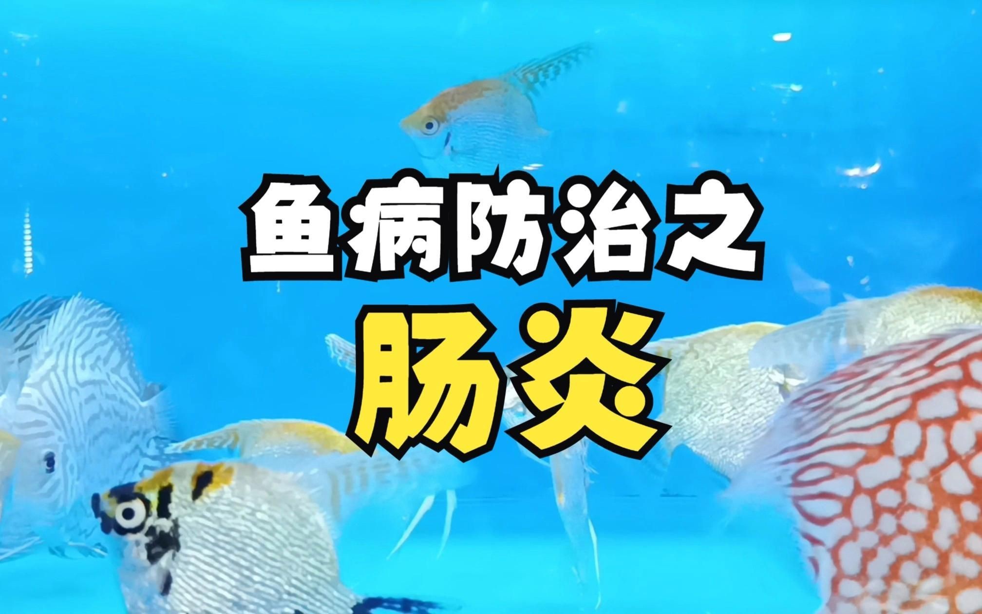 如何預(yù)防雷龍魚腸炎？【雷龍魚十大常見問題之腸炎腸炎不可怕,對癥很好治】