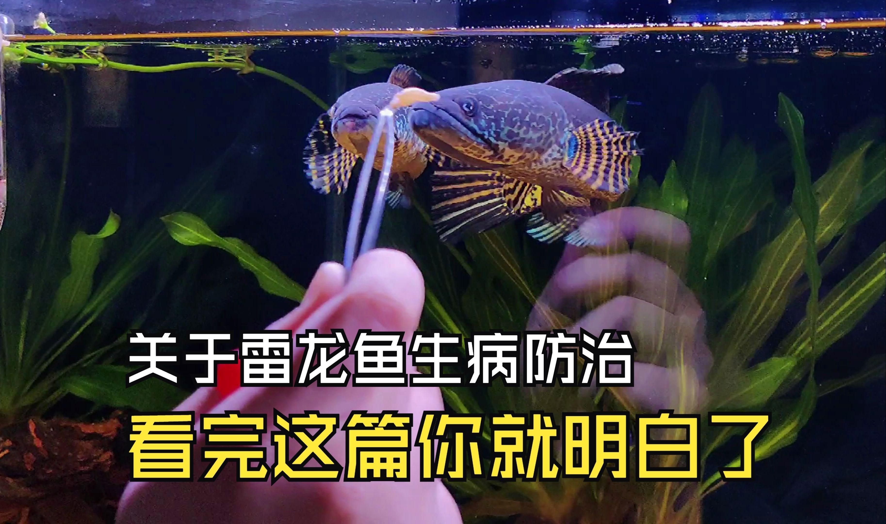 如何預(yù)防雷龍魚腸炎？【雷龍魚十大常見問題之腸炎腸炎不可怕,對癥很好治】