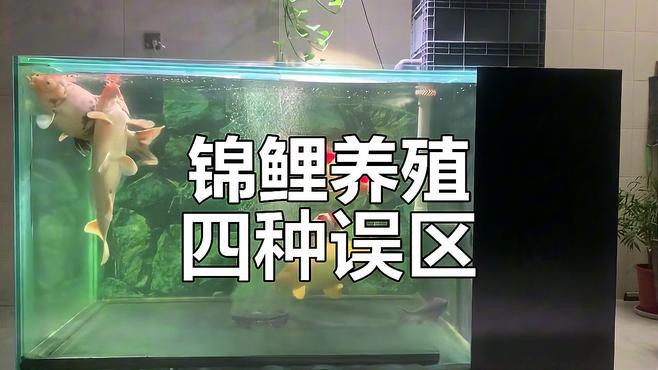為什么不建議養錦鯉【養錦鯉魚的10大禁忌】