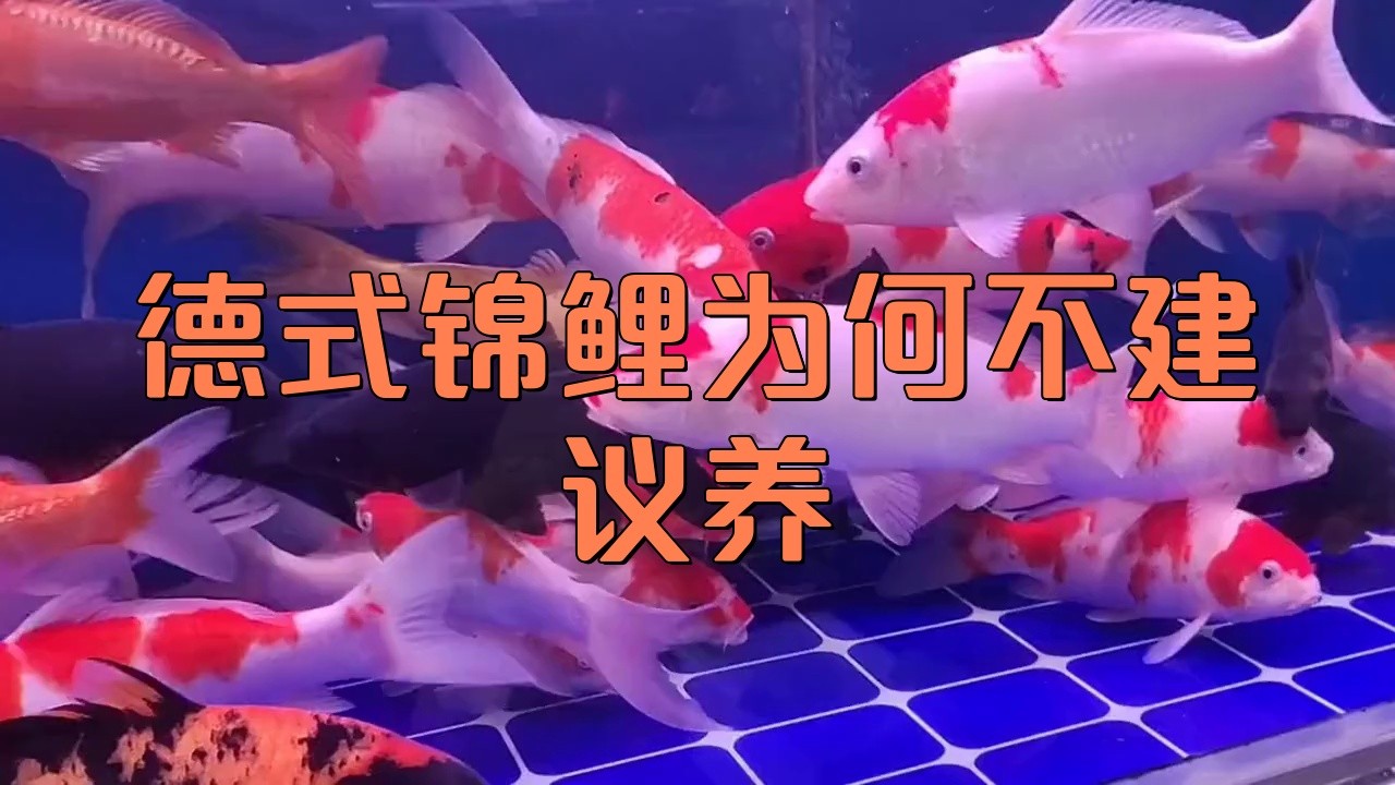 為什么不建議養錦鯉【養錦鯉魚的10大禁忌】