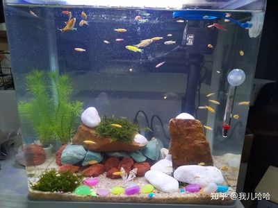 小魚缸圖片：小魚缸圖片展示