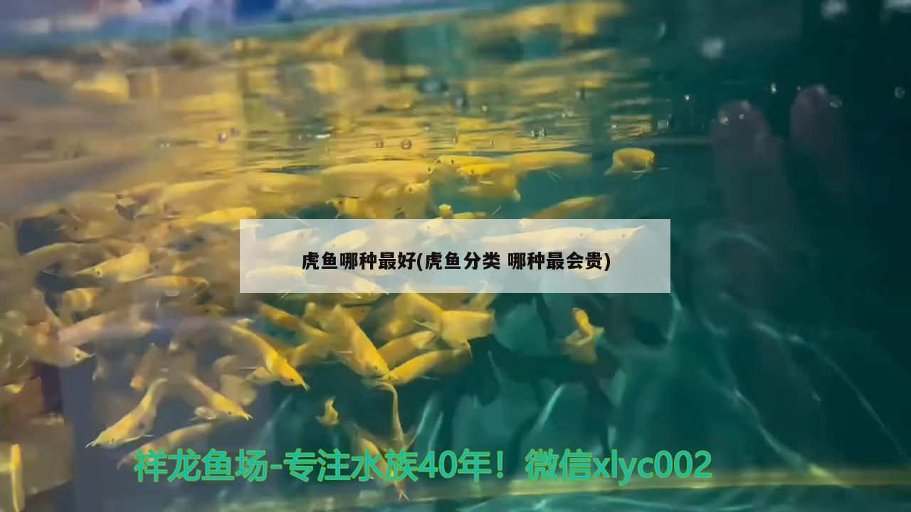 虎魚哪種最好(虎魚分類 哪種最會貴)