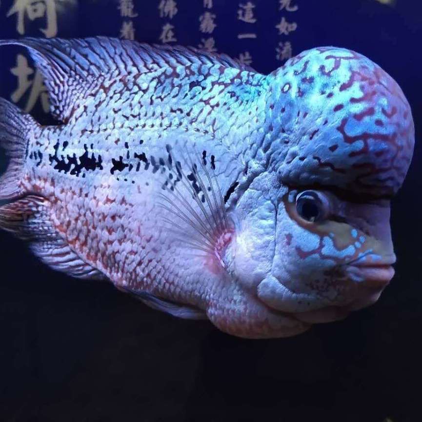 古代戰船魚最怕三個東西，古代戰船魚的生存威脅