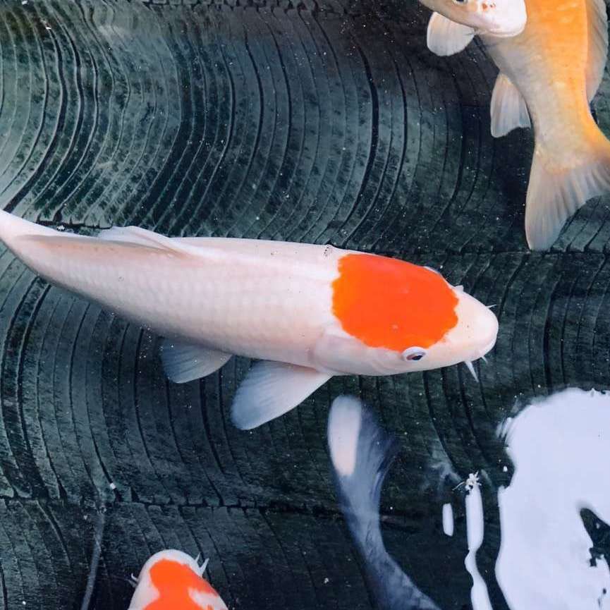 古代戰(zhàn)船魚最怕三個東西，古代戰(zhàn)船魚的生存威脅