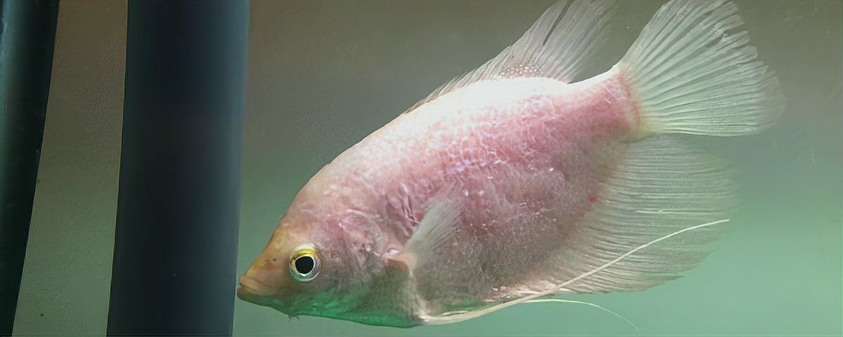 古代戰(zhàn)船魚最怕三個東西，古代戰(zhàn)船魚的生存威脅