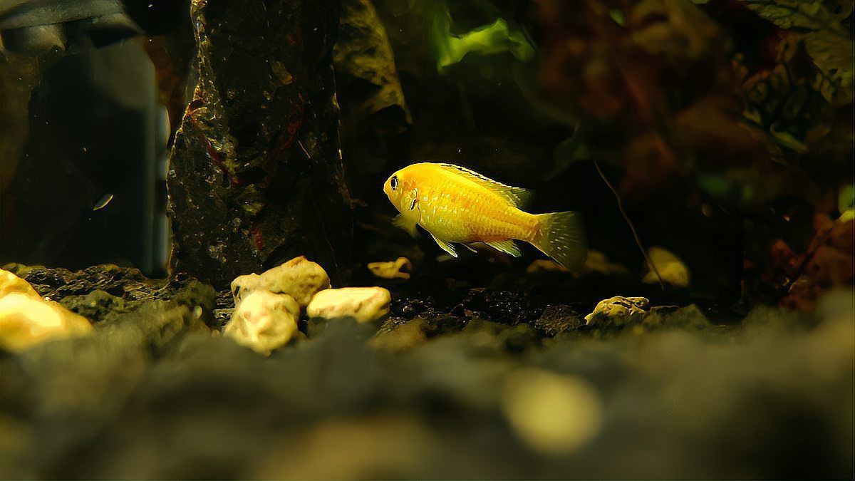 古代戰(zhàn)船魚最怕三個東西，古代戰(zhàn)船魚的生存威脅
