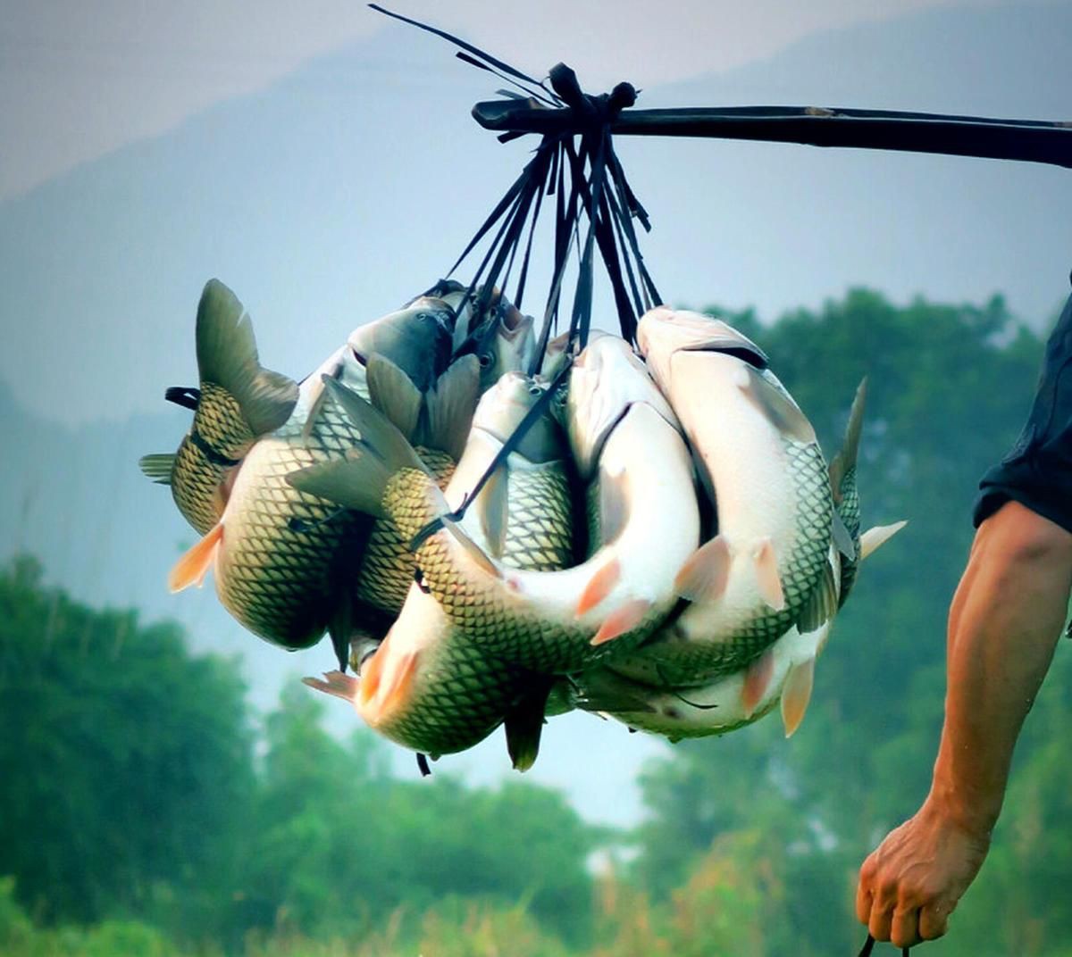 古代戰(zhàn)船魚最怕三個東西，古代戰(zhàn)船魚的生存威脅