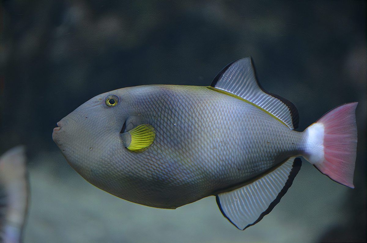 古代戰船魚最怕三個東西，古代戰船魚的生存威脅
