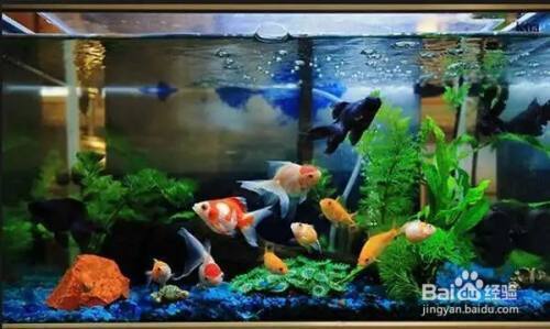 led燈對紅龍魚發色作用嗎有用嗎（led燈對紅龍魚發色作用嗎有用嗎視頻）
