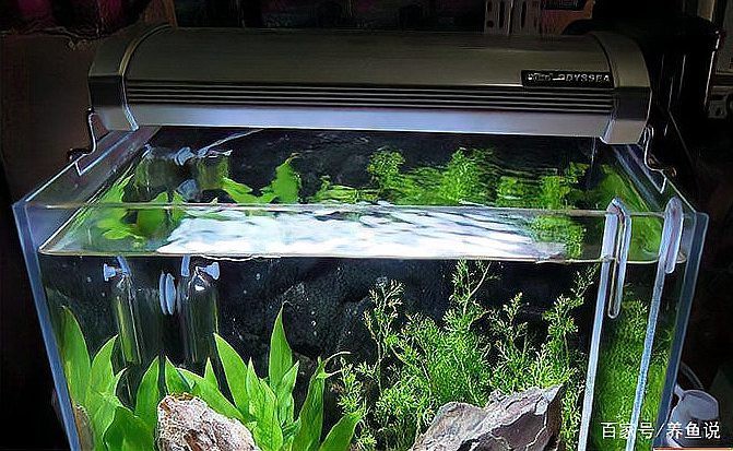 養魚為什么晚上要開燈，《養魚為什么晚上要開燈》在魚類養殖中引起的恐慌性