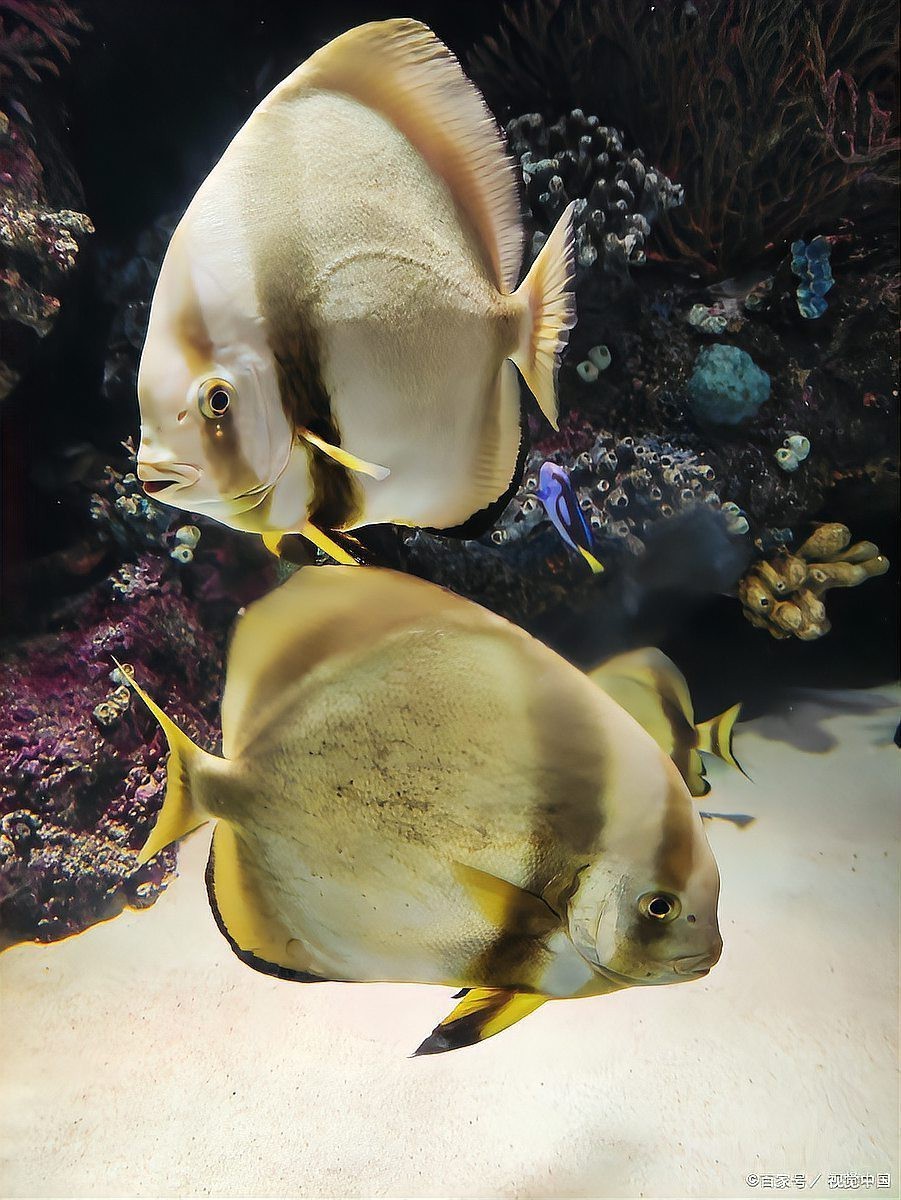 養魚為什么晚上要開燈，《養魚為什么晚上要開燈》在魚類養殖中引起的恐慌性