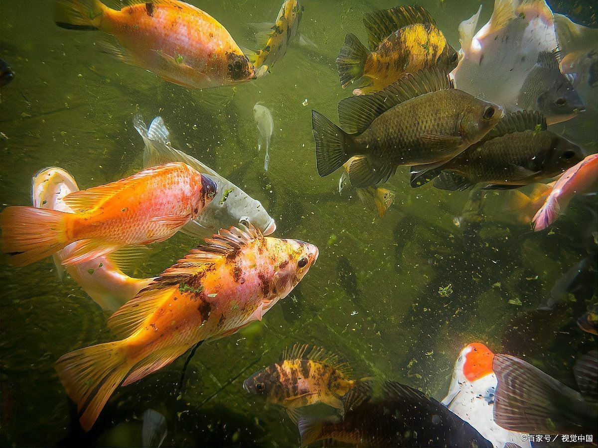 養魚為什么晚上要開燈，《養魚為什么晚上要開燈》在魚類養殖中引起的恐慌性
