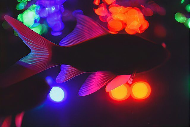 養魚為什么晚上要開燈，《養魚為什么晚上要開燈》在魚類養殖中引起的恐慌性