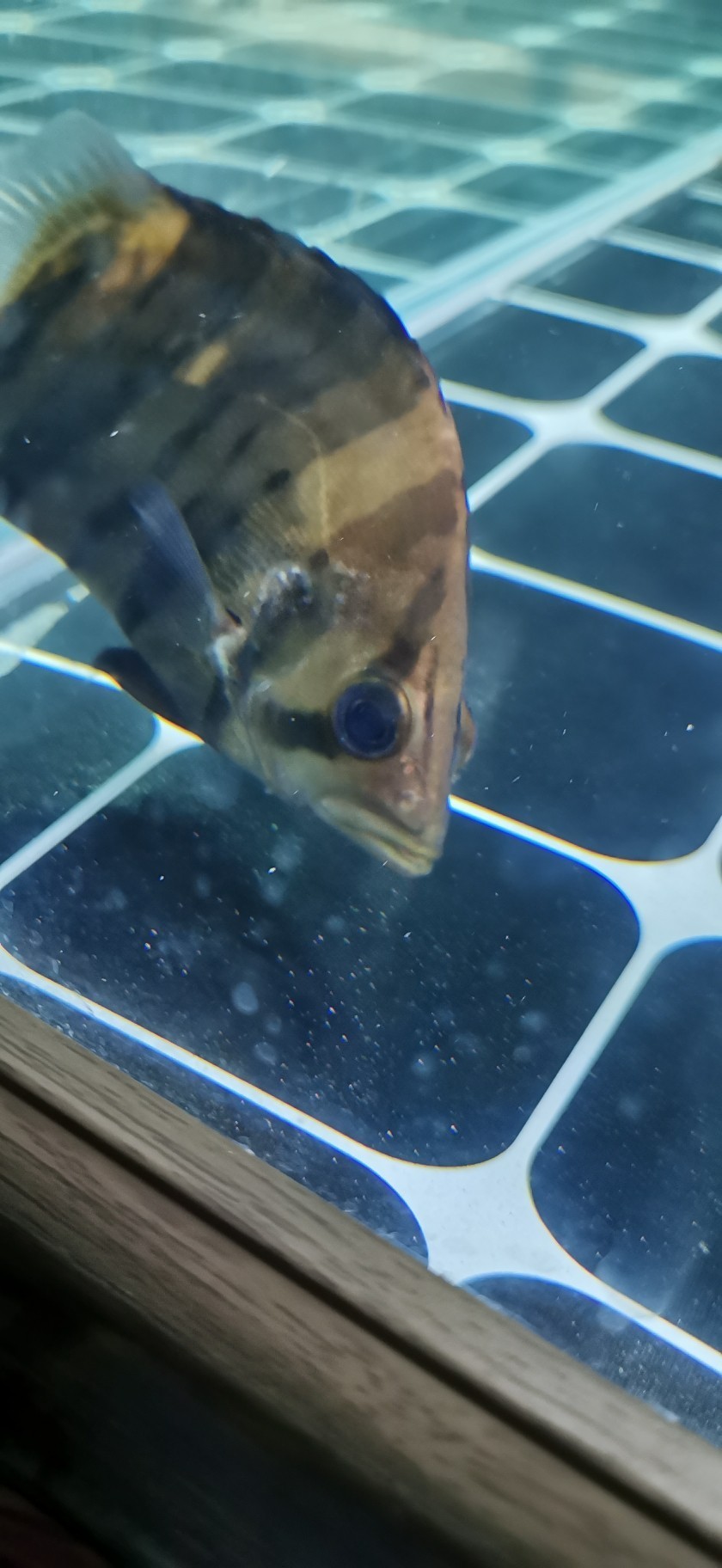 大師們看看這虎魚(yú)怎么了