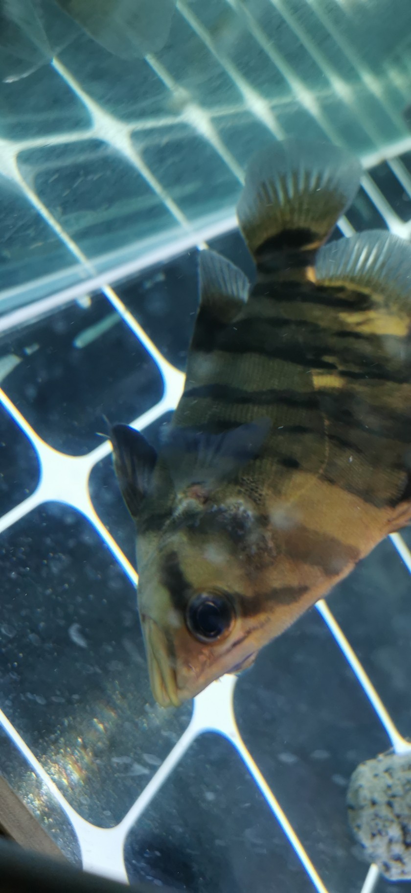 大師們看看這虎魚(yú)怎么了