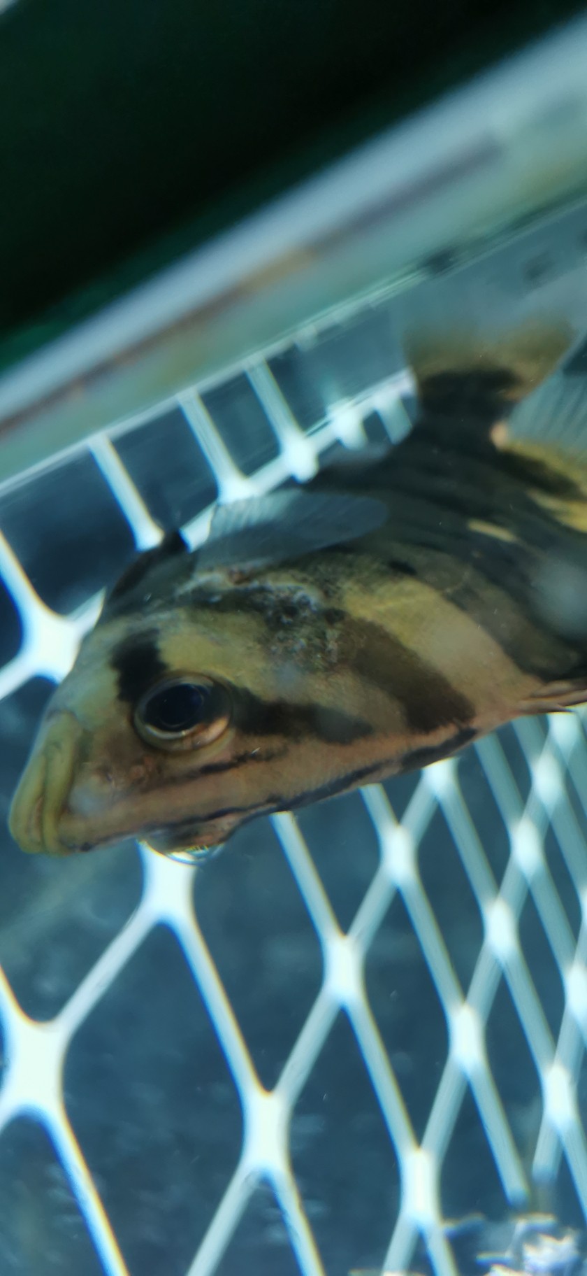 大師們看看這虎魚(yú)怎么了
