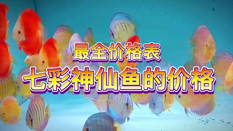 七彩神仙價格一覽表【七彩神仙魚價格全解析】 七彩神仙價格一覽表【七彩神仙魚價格全解析】 龍魚論壇 第7張