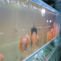 七彩神仙價格一覽表【七彩神仙魚價格全解析】 七彩神仙價格一覽表【七彩神仙魚價格全解析】 龍魚論壇 第3張