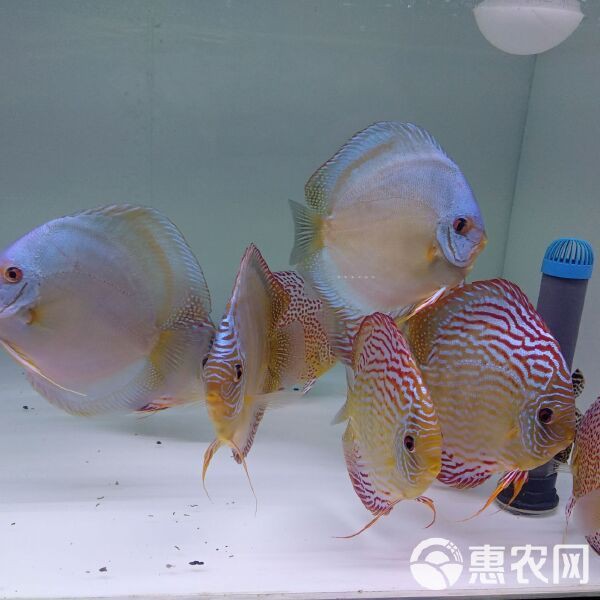 七彩神仙價格一覽表【七彩神仙魚價格全解析】 七彩神仙價格一覽表【七彩神仙魚價格全解析】 龍魚論壇 第2張
