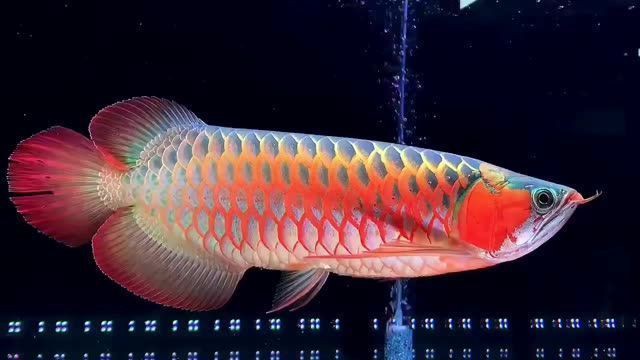 紫燕血紅龍的特點是什么？，揭秘四種最昂貴的龍魚