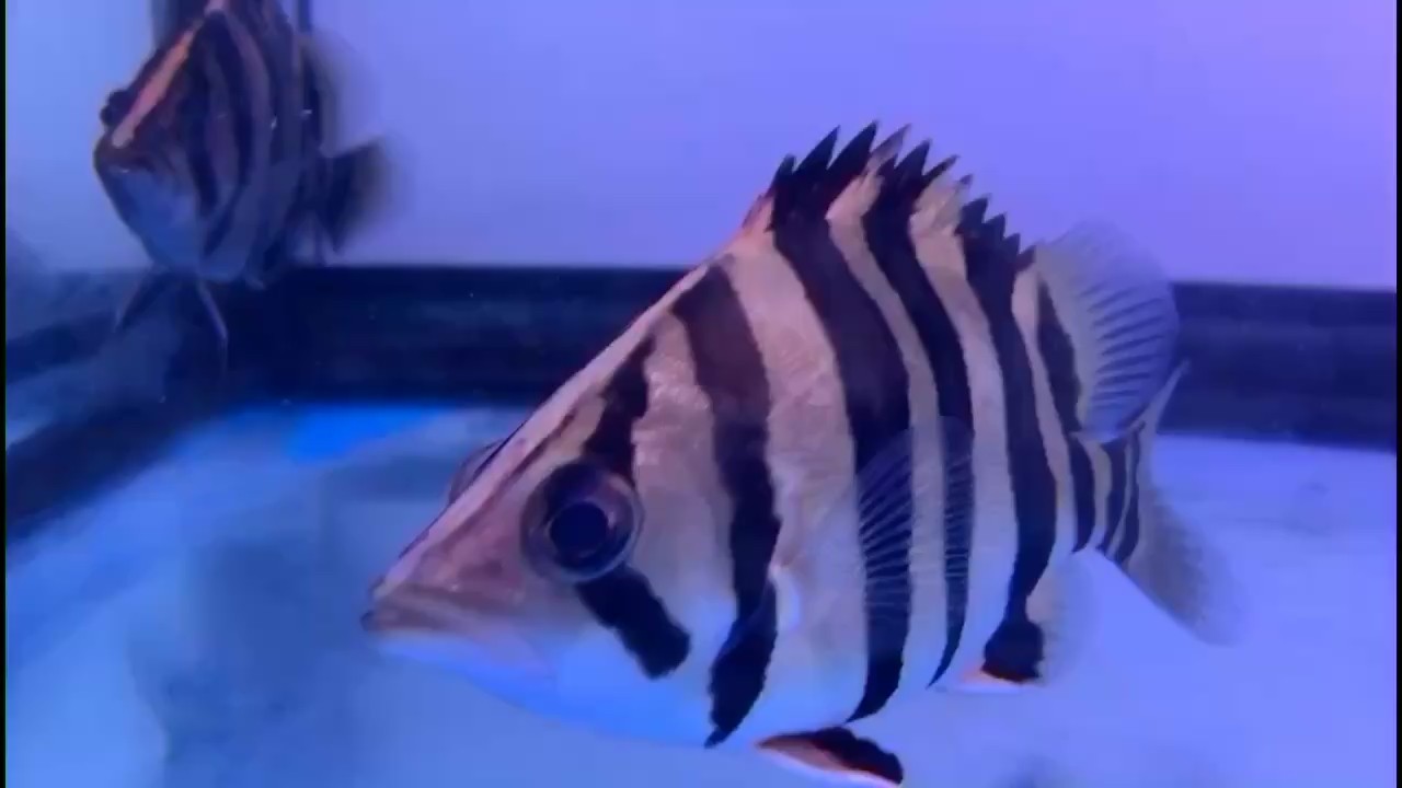 虎魚不吃泥鰍怎么破？