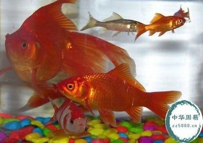 屬龍的人家里適合養魚嗎風水