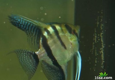 各位給看看虎魚怎么了